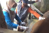 DKP memberikan vaksinasi dan vitamin kepada sapi milik para peternak yang ada di kota Parepare, untuk mencegah PMK