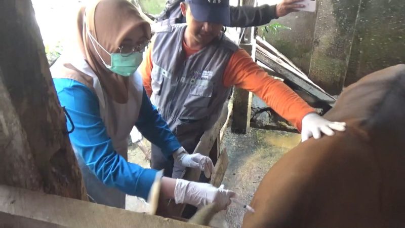 DKP memberikan vaksinasi dan vitamin kepada sapi milik para peternak yang ada di kota Parepare, untuk mencegah PMK