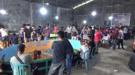 Suasana kontes ketangkasan ayam jago di kota Parepare, Sulawesi selatan.