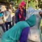 Bulog Parepare melakukan pembelian gabah, langsung ke petani percepat swasembada pangan