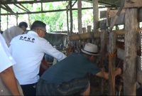 Petugas DPKP Parepare, Sulsel memeriksa sapi untuk kelayakan hewan kurban