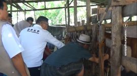 Petugas DPKP Parepare, Sulsel memeriksa sapi untuk kelayakan hewan kurban
