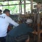 Petugas DPKP Parepare, Sulsel memeriksa sapi untuk kelayakan hewan kurban