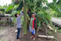 Pemilik pohon pisang sedang membersihkan buahnya