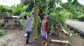 Pemilik pohon pisang sedang membersihkan buahnya