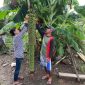 Pemilik pohon pisang sedang membersihkan buahnya