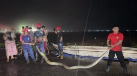 Petugas Damkar kota Parepare, mengevakuasi seekor ular piton sepanjang Lima Meter yang meresahkan warga di Jalan Menara Tanggul, Kelurahan Wattang Soreang, Kecamatan Soreang