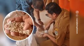Aparat desa memeriksa beras Bapanas yang ditemukan masyarakat menguning dan berwarna hitam serta berkutu yang disalurkan oleh Bulog Pinrang, Sulsel