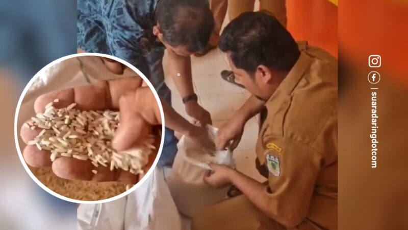 Aparat desa memeriksa beras Bapanas yang ditemukan masyarakat menguning dan berwarna hitam serta berkutu yang disalurkan oleh Bulog Pinrang, Sulsel