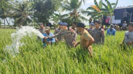 Komandan Batalyon B Pelopor Satuan Brimob Polda Sulsel, Kompol Dr. Ramli, menyemprotkan air ke sawah milik petani yang mengalami kekeringan